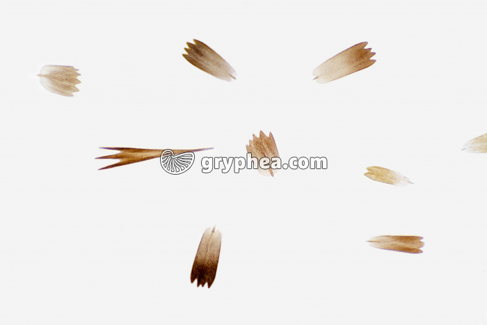 Ecailles de Papillon x40 - gryphea.org